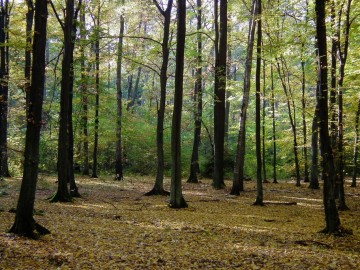 Dzień Grzyba 14.10.2018r. - wystwa, prelekcja i spacer po lesie, fot. H. Andrzejewski